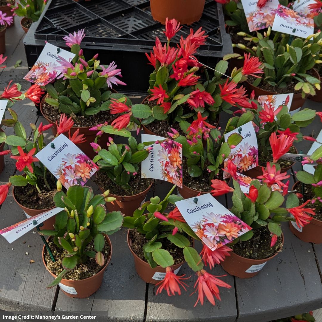 Spring Cactus – Assorted – 4″ Pot